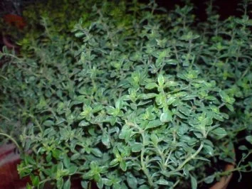 Schweinemedaillons - Rezept - Bild Nr. 9