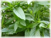 Sirup - Minzesirup - Rezept