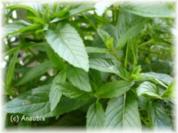 Sirup - Minzesirup - Rezept