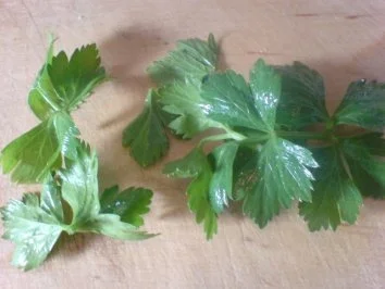 Tempo-Linsen - Rezept - Bild Nr. 12