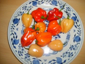 Mary’s „ Peppe „ Hot and smart - Rezept - Bild Nr. 4