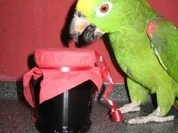 Glühweingelee - Rezept