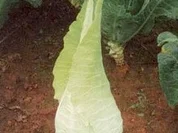 Krautwickel vom Filderspitzkraut - Rezept