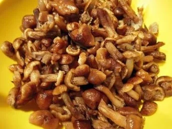 Rezept: Hallimasch Hallimasch - Rezept