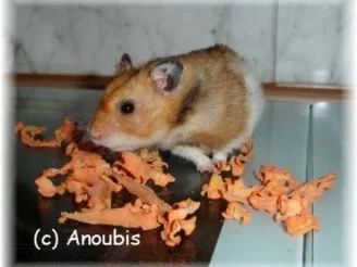 Tierbedarf - Möhrenchips für Nagetiere - Rezept