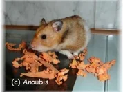 Tierbedarf - Möhrenchips für Nagetiere - Rezept