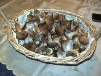 Verschiedenes: Hallimasch-Pfanne - Rezept - Bild Nr. 2