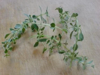 Kräuterbrötchen - Rezept - Bild Nr. 9