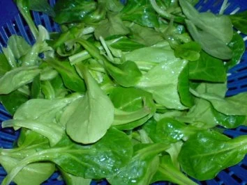 Bunter Salat-Teller - Rezept - Bild Nr. 5