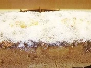 Bounty-Kuchen - Rezept