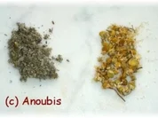 Heiltee - Teemischung bei beginnender Halsentzündung - Rezept