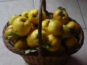 Rezept: Quitten Quitten - Rezept