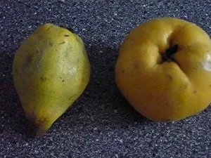 Rezept: Quitten Bild Nr. 2 Quitten - Rezept - Bild Nr. 2