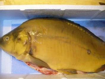 Karpfen gedünstet - Rezept - Bild Nr. 2