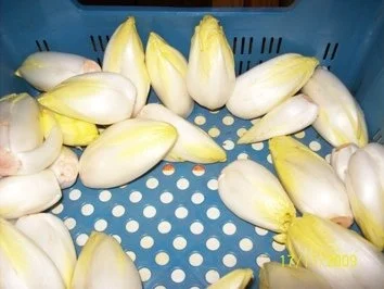 Chicorée-Suppe - Rezept - Bild Nr. 2