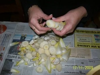 Chicorée-Suppe - Rezept - Bild Nr. 5