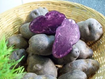 Rezept: Red Snapper auf karamellisiertem Fenchel an Orangen-Ingwer-Schaum... Bild Nr. 4 Red Snapper auf karamellisiertem Fenchel an Orangen-Ingwer-Schaum... - Rezept - Bild Nr. 4