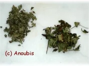 Heiltee - Teemischung gegen Übelkeit - Rezept