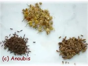 Heiltee - Teemischung bei leichter Magenverstimmung - Rezept