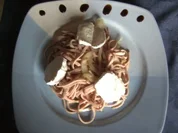 Salate: Wurstsalat Griechische Art - Rezept