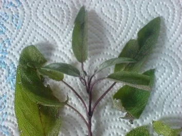 Bandnudeln in Rahmsoße mit Geflügelleber - Rezept - Bild Nr. 8