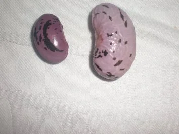 Rezept: Bohnakern mit Rauchfleisch Bild Nr. 3 Bohnakern mit Rauchfleisch - Rezept - Bild Nr. 3