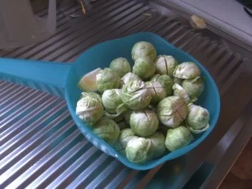 Rezept: Rosenkohl - Suppe - Bild Nr. 2 Rosenkohl - Suppe - - Rezept - Bild Nr. 2