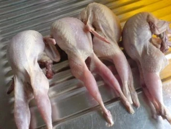 Wachteln - Rezept - Bild Nr. 3