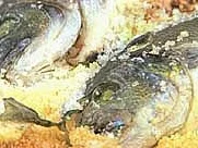 Dorade in Salzkruste - Rezept