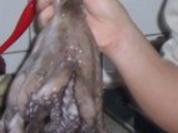 pulpo tintenfisch - Rezept