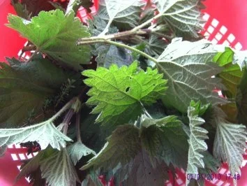 Rezept: Russische Brennesselsuppe Bild Nr. 3 Russische Brennesselsuppe - Rezept - Bild Nr. 3