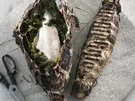 Wolfsbarsch in Papier - Rezept - Bild Nr. 9