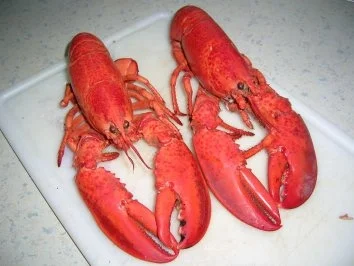 Rezept: Hummer Thermidor Bild Nr. 2 Hummer Thermidor - Rezept - Bild Nr. 2