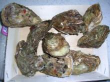 Austern überbacken  (leider fehlt mal wieder aufgrund urlaubsbedingter "Kocherei" die entsprechende Deko - Sorry - Rezept