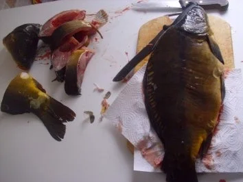 Rezept: Karpfen blau - Rotkraut - Salzkartoffeln Bild Nr. 2 Karpfen blau - Rotkraut - Salzkartoffeln - Rezept - Bild Nr. 2