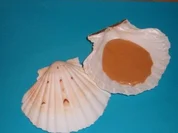 Cocktailsauce - Rezept