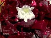 Rote-Beete-Salat - Rezept