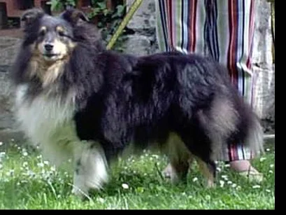 semmelauflauf - Rezept