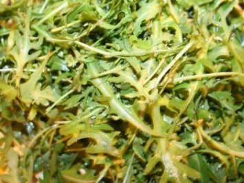 Untereinander - aber nicht Endivien - Rezept - Bild Nr. 2