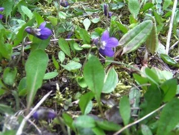 Rezept: Veilchenessig Veilchenessig - Rezept