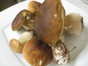 Frische Steinpilze an Olivenpasta - Rezept - Bild Nr. 2