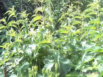 Rezept: Brennesselblätter gebacken in Bierteig Bild Nr. 2 Brennesselblätter gebacken in Bierteig - Rezept - Bild Nr. 2