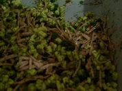 Käse-Wurst-Salat - Rezept