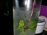 Rezept: Mojito - Das ungeschminkte Original Bild Nr. 2 Mojito - Das ungeschminkte Original - Rezept - Bild Nr. 2