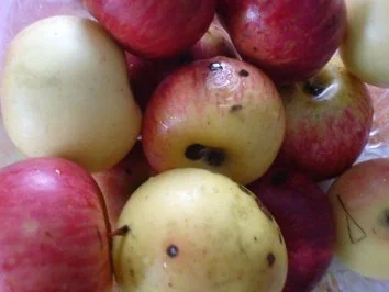 Apfelküchlein - Rezept - Bild Nr. 11