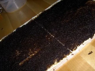 Rezept: Mohnschnecken Bild Nr. 3 Mohnschnecken - Rezept - Bild Nr. 3