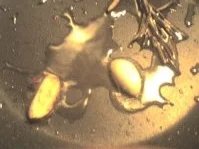 Chop del Mediterraneo - Rezept - Bild Nr. 2