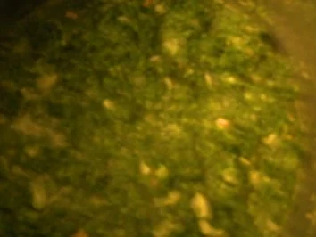 Grünkohl-Pfanne  Rustikal - Rezept - Bild Nr. 3