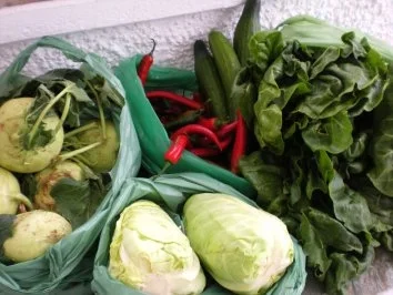 Rezept: GEMÜSE: Mangold - Acelgas estofado Bild Nr. 2 GEMÜSE: Mangold - Acelgas estofado - Rezept - Bild Nr. 2