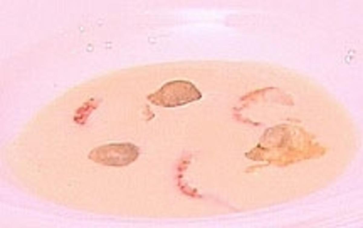 Zitronengrassuppe mit Chicoree-Ravioli - Rezept - Bild Nr. 9